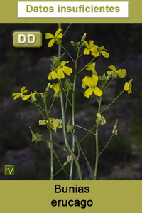 Bunias erucago