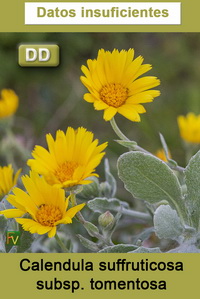 Calendula suffruticosa tomentosa