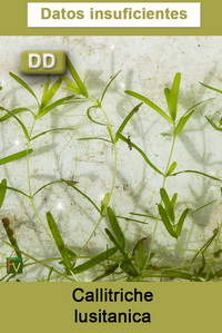 Callitriche lusitanica