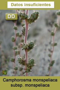 Camphorosma monspeliaca monspeliaca