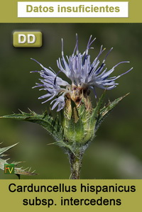 Carduncellus hispanicus intercedens