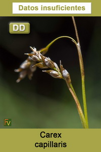 Carex capillaris