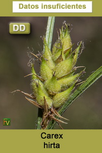 Carex hirta