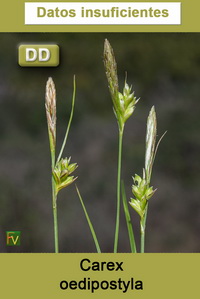 Carex oedipostyla