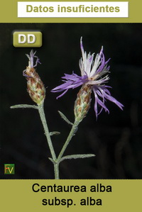 Centaurea alba alba