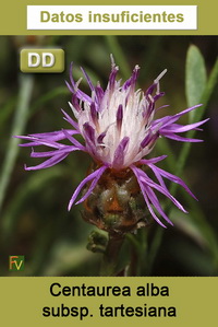 Centaurea alba tartesiana