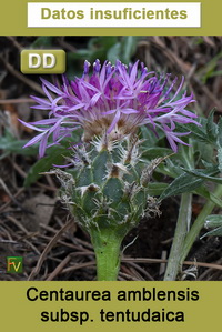 Centaurea amblensis tentudaica