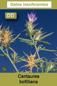 Centaurea bofilliana