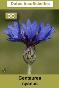 Centaurea cyanus