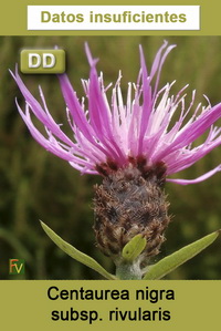 Centaurea nigra rivularis