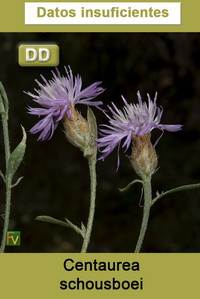 Centaurea schousboei