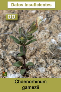 Chaenorhinum gamezii