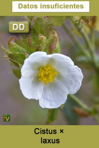 Cistus laxus