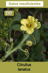 Citrullus lanatus