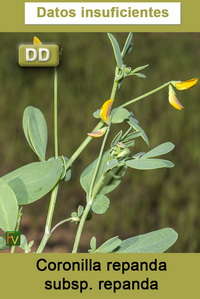 Coronilla repanda repanda