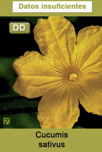 Cucumis sativus