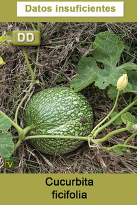 Cucurbita ficifolia
