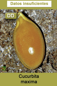 Cucurbita maxima