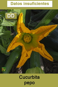 Cucurbita pepo