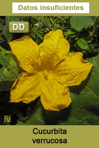 Cucurbita pepo