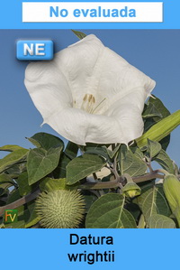 Datura wrightii
