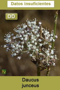 Daucus junceus