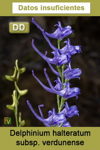 Delphinium halteratum verdunense
