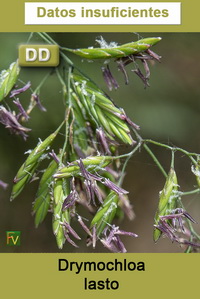 Drymochloa lasto