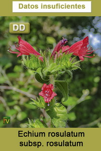Echium rosulatum rosulatum