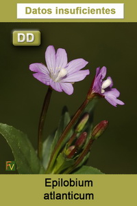 Epilobium atlanticum