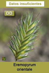 Eremopyrum orientale