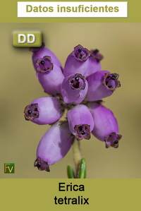 Erica tetralix