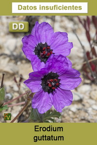 Erodium guttatum