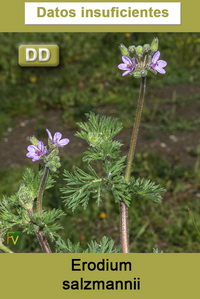 Erodium salzmannii