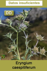 Eryngium caespitiferum