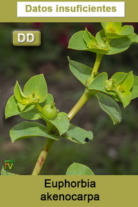 Euphorbia akenocarpa