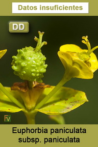 Euphorbia paniculata paniculata