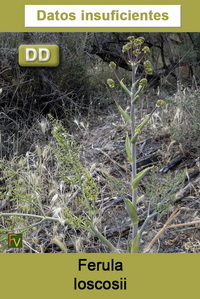 Ferula loscosii