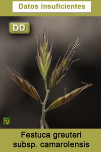 Festuca greuteri camarolensis