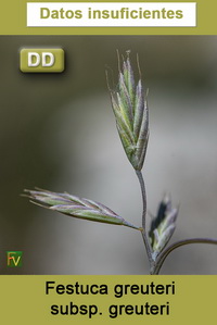Festuca greuteri greuteri