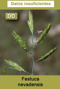 Festuca nevadensis