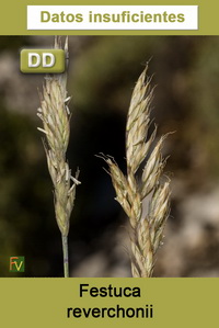 Festuca reverchonii