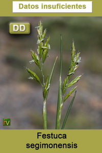 Festuca segimonensis
