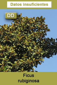 Ficus rubiginosa