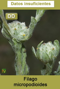 Filago micropodioides