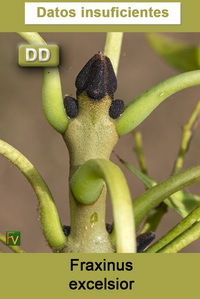 Fraxinus excelsior