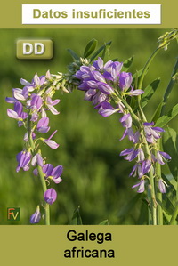 Galega africana