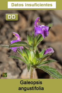 Galeopsis angustifolia