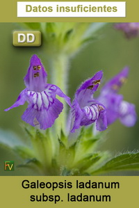 Galeopsis ladanum ladanum