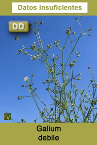 Galium debile
